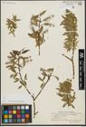 Foto von Salix alba L. x Salix pentandra L.